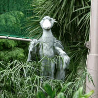 Shoebill 2